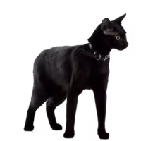 Bombay — a Medium, Affectionate Cat breed