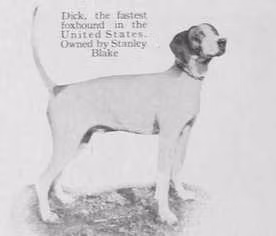 Dick (Stanley Blake's) (~1920) — American Foxhound Dick (Stanley Blake's) (~1920), a Male American Foxhound registered with United Pet Club