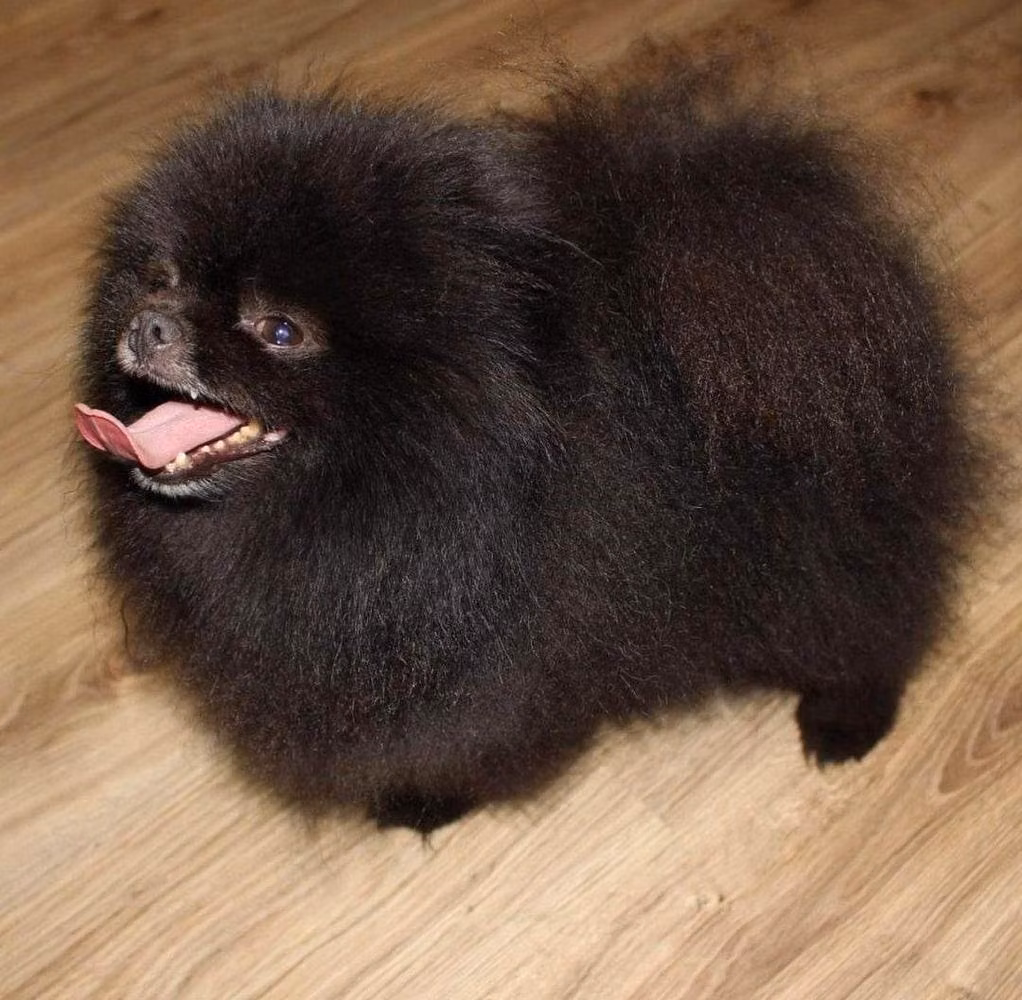 Black Storm, a Male German Spitz registered with United Pet Club