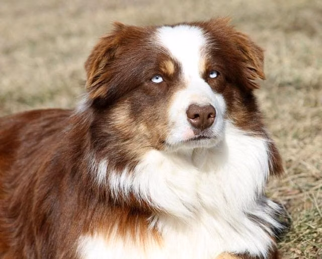 Timberline’s Code Red, a Самец Australian Shepherd registered with United Pet Club