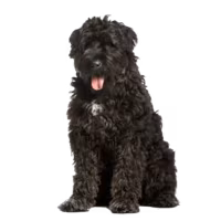 Bouvier des Flandres — rasa Pies: Duży i Wierny