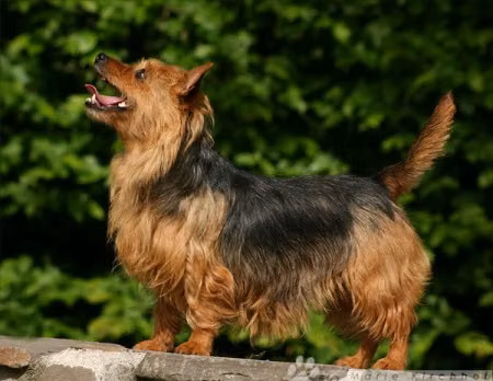 Bene Aussie Top Line, a Fêmea Terrier Australiano registered with United Pet Club