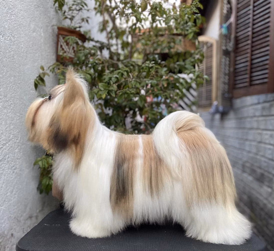 RMoretto Cane Don't Stop Me Now, a Femelle Lhassa Apso registered with United Pet Club