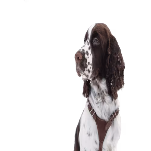 Springer spaniel angielski — rasa Pies: Średni i Przyjazny