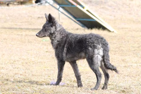 Herdabout Pearls Of Wisdom, a Female Муди registered with United Pet Club