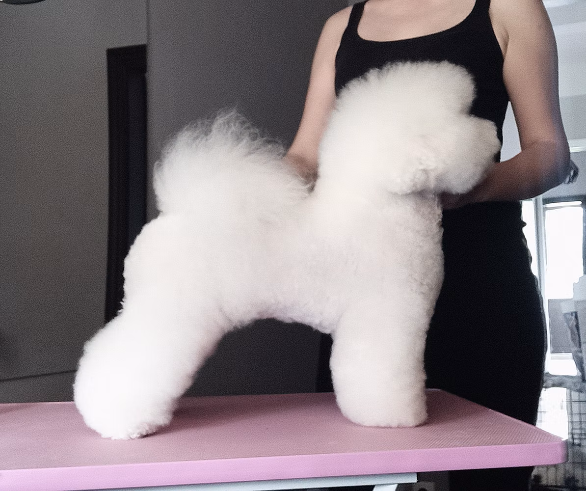 BRIGHT BACHATA KIO RIGATA, a Female Bichon frisé registered with United Pet Club