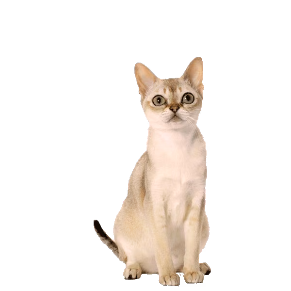 Singapura — a Small, Curious Cat breed
