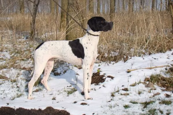 Matresse's Liva, a Weiblich Pointer registered with United Pet Club