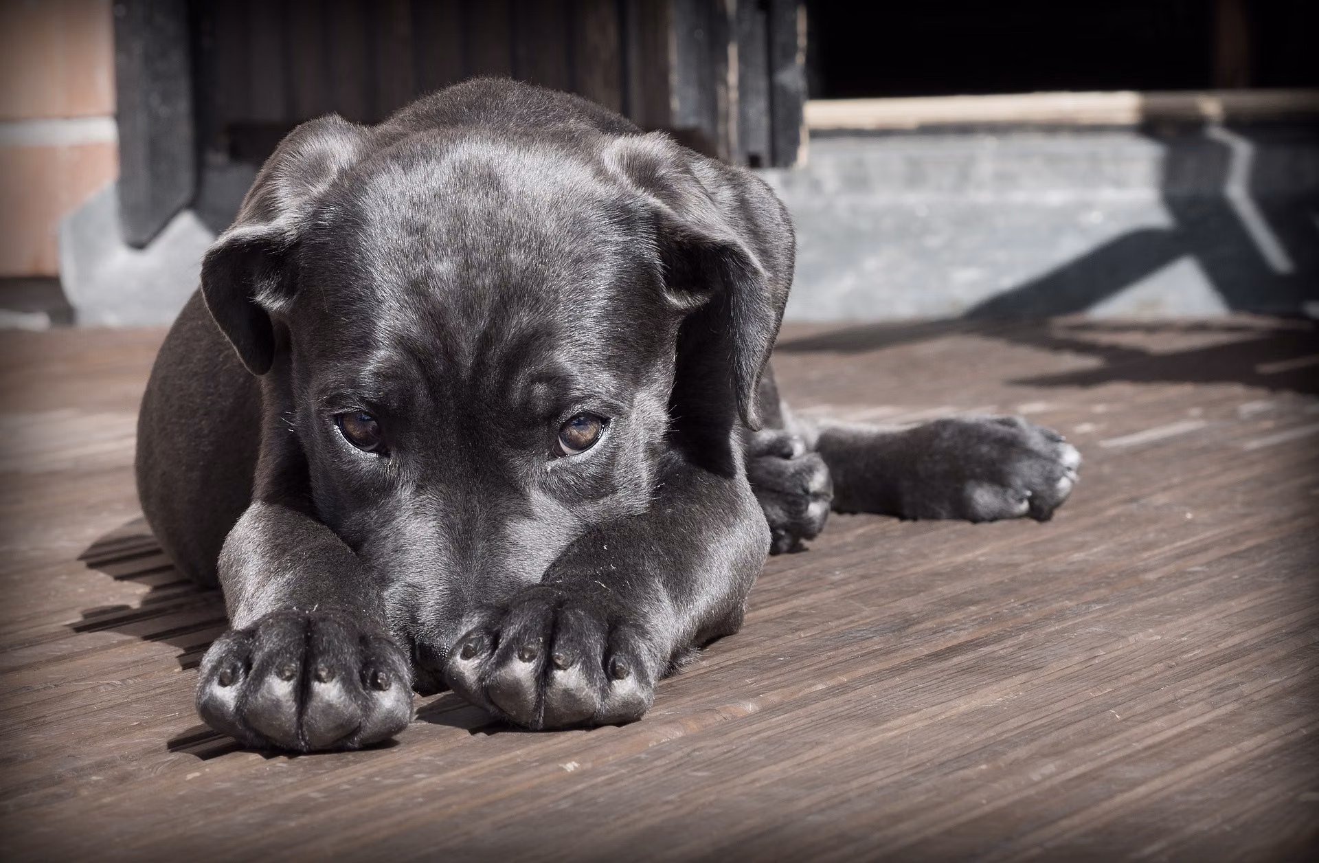 Small dog cowering with a tucked tail and flattened ears, signs of anxiety