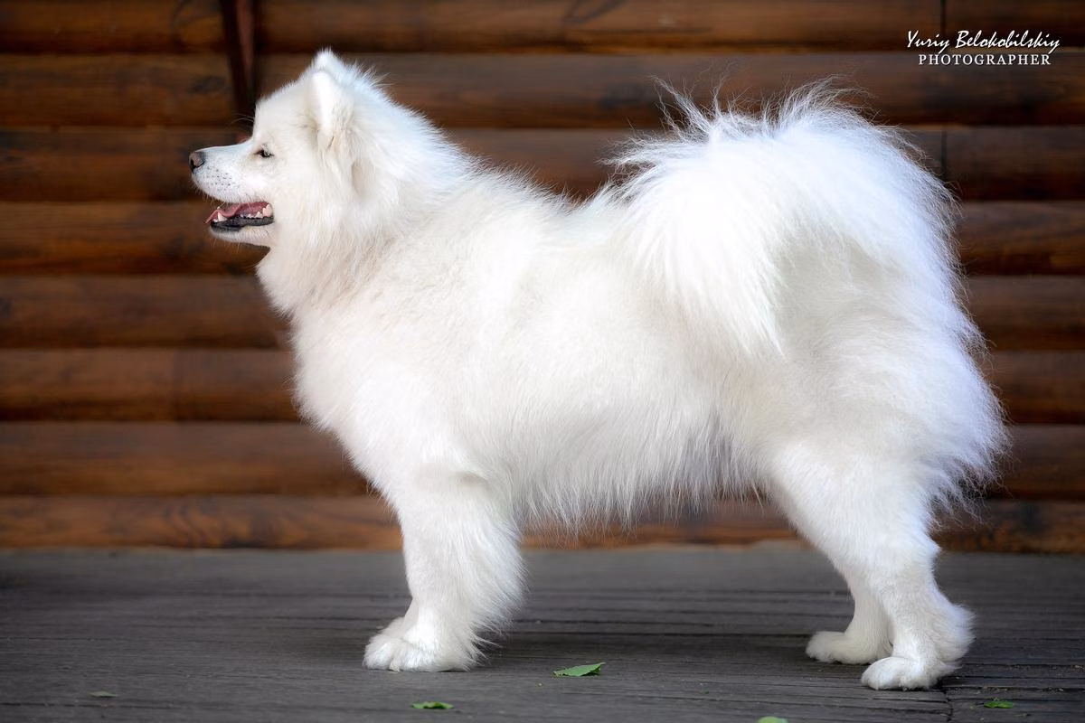 Only my Lexie, a Female Samoyed registered with United Pet Club
