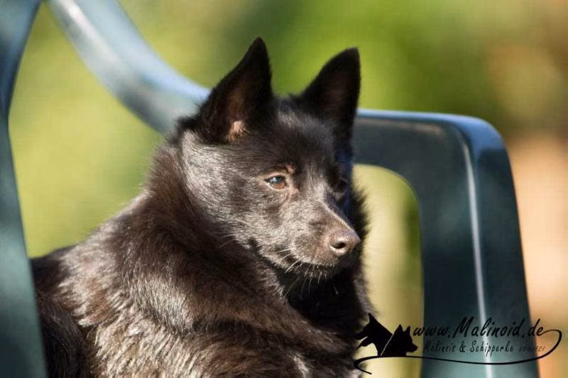 Black Skipper's Twix, a Samice Schipperke registered with United Pet Club
