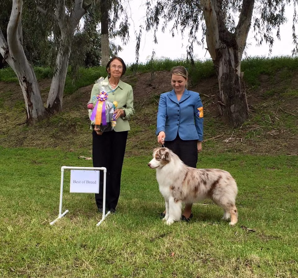 White Oaks Rolling Stone, a Самец Австралийская овчарка registered with United Pet Club