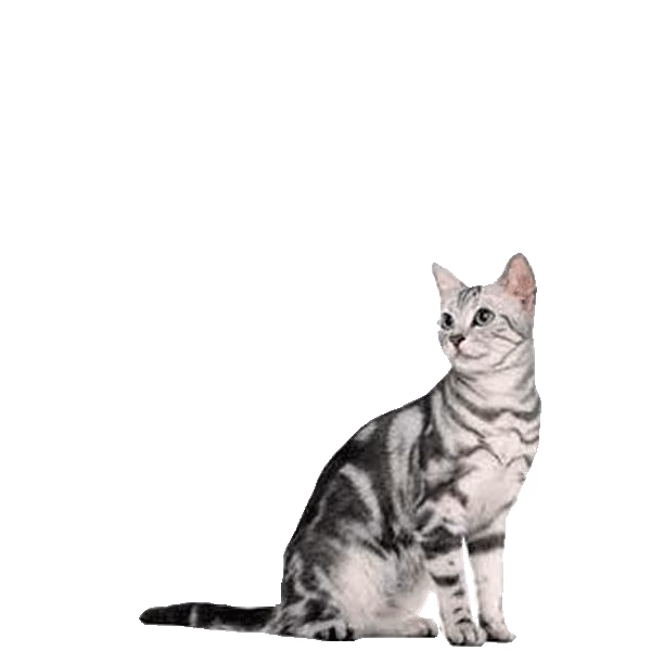 Serrade Petit — a Small, Gentle Cat breed