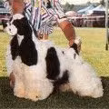 FRANDEE'S BUBBLE UP, a Female Amerikai cocker spániel registered with United Pet Club