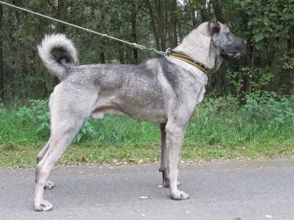Bakar, a Macho Pastor Kangal registered with United Pet Club