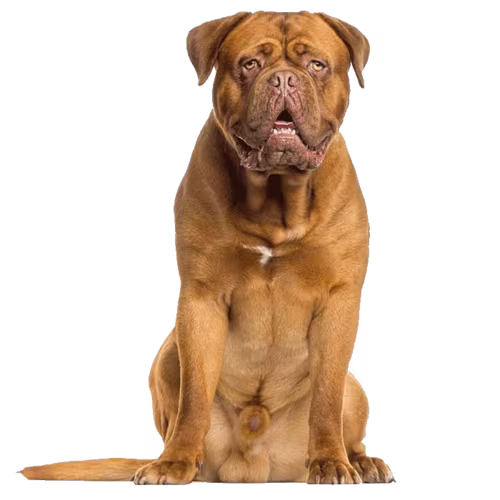 Dog z Bordeaux — rasa Pies: Olbrzymi i Oddany