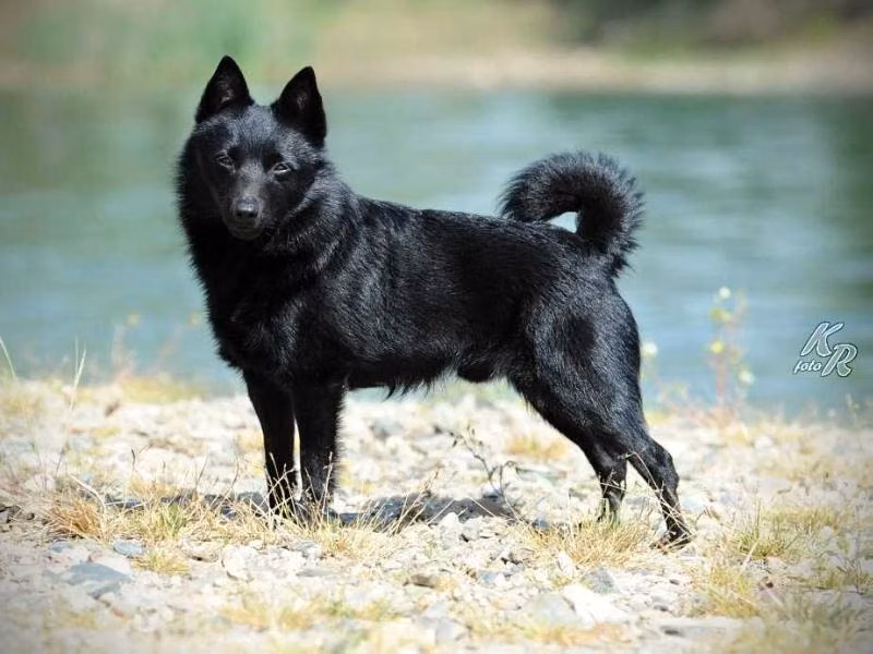 FONS van de Moerheuvel, a Samec Schipperke registered with United Pet Club