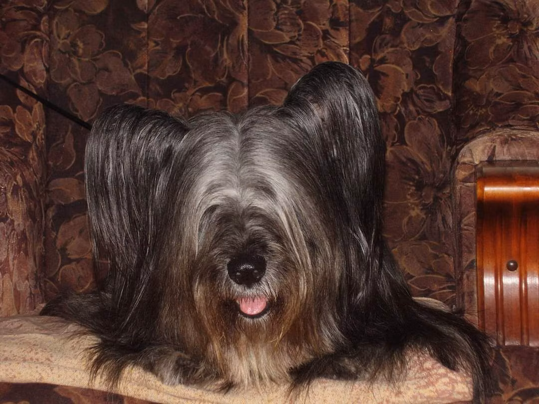 Tamesis Finnette, a Female Скај теријер registered with United Pet Club