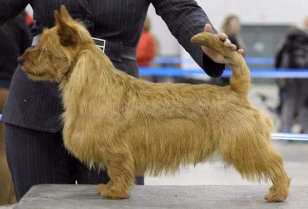 Mongrel's Dingo, a Macho Terrier Australiano registered with United Pet Club