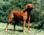 Milady, a Femmina Rhodesian Ridgeback registered with United Pet Club