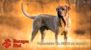 NEKO od Janusów, a Male Tosa registered with United Pet Club