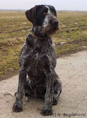 Tanja IV vom Donaueck, a Betina Anjing Pointer Berbulu Kasar Jerman registered with United Pet Club