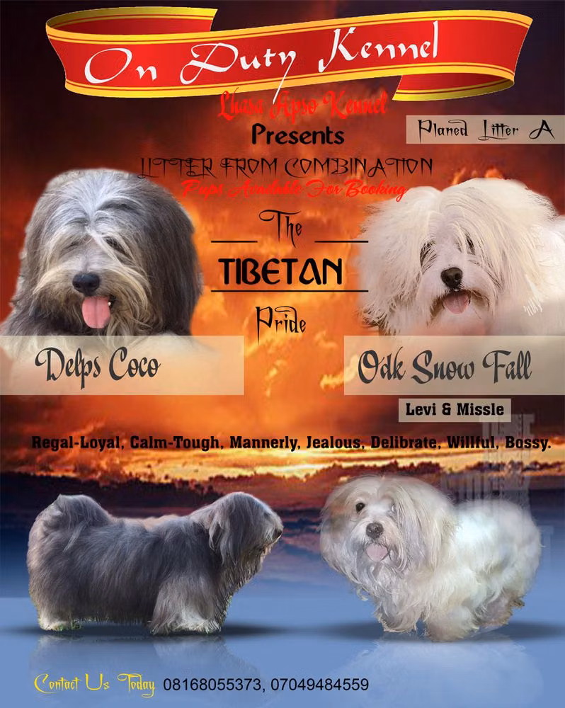 Odk Alpha, a Mâle Lhassa Apso registered with United Pet Club