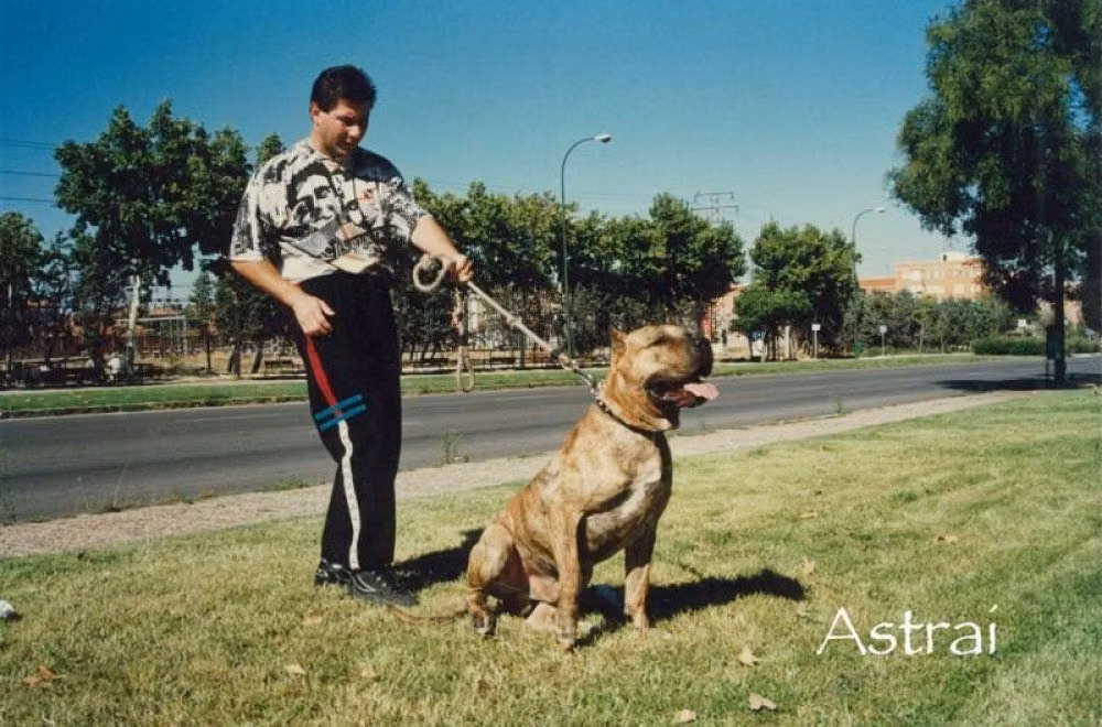 ASTRAY, a Mascul Dog Canar registered with United Pet Club
