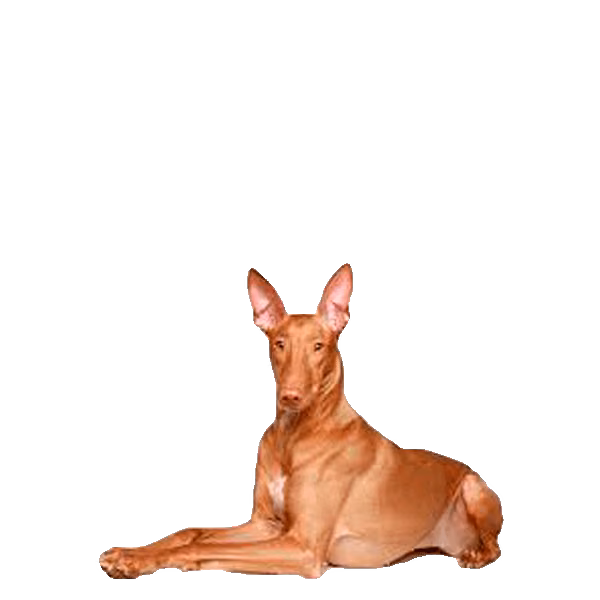 Pharaoh hound — rasa Pies: Średni i Przyjazny