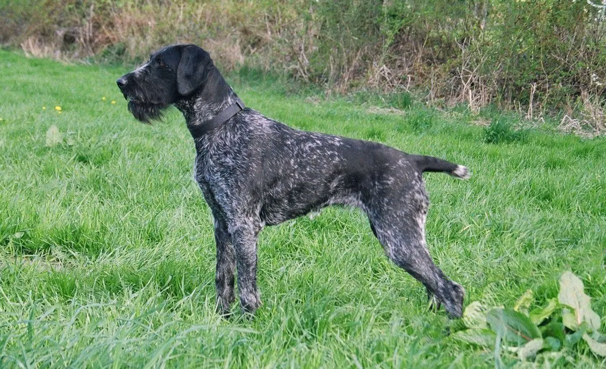 Ronja vom Liether-Moor, a Hun Ruhåret Hønsehund registered with United Pet Club
