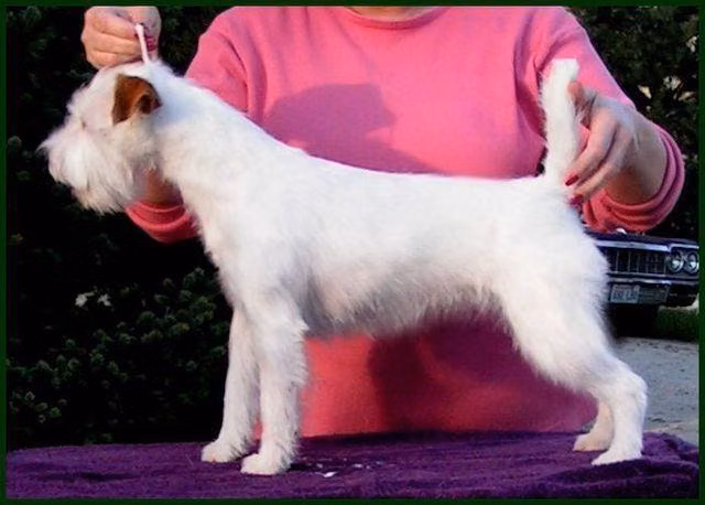 Posey Canyon Pixie Dust, a Самка Парсон-рассел-терьер registered with United Pet Club