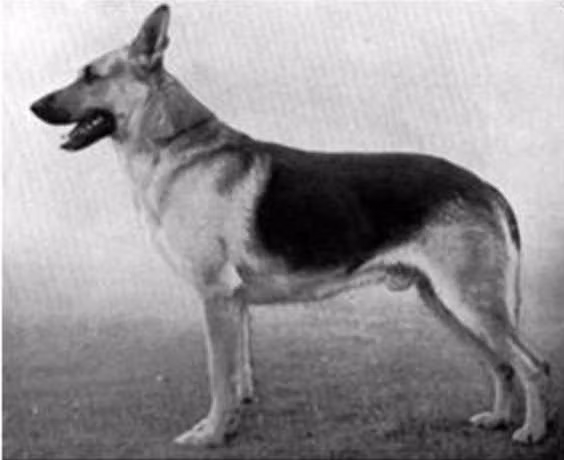 Neander von Bern