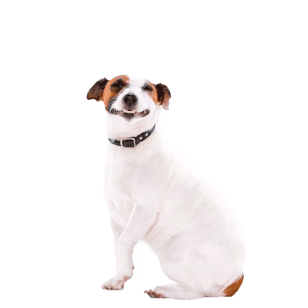 Jack russell terrier — rasa Pies: Mały i Żywiołowy