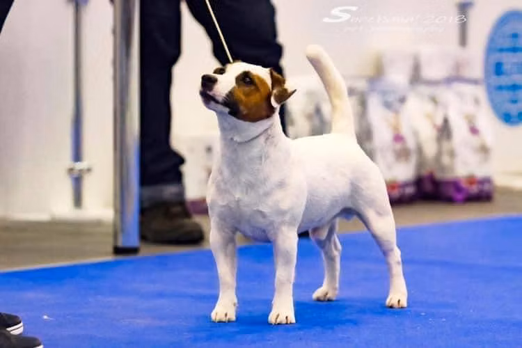 Ultra Dynamo Magic, a Male Russell Terrier registered with United Pet Club