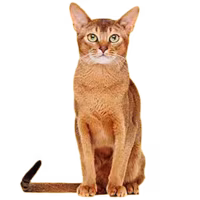 Abyssinian — a Medium, Curious Cat breed