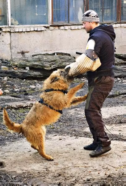 HASLAN Quendi Rivendell, a Male Belgický ovčiak laekenois registered with United Pet Club