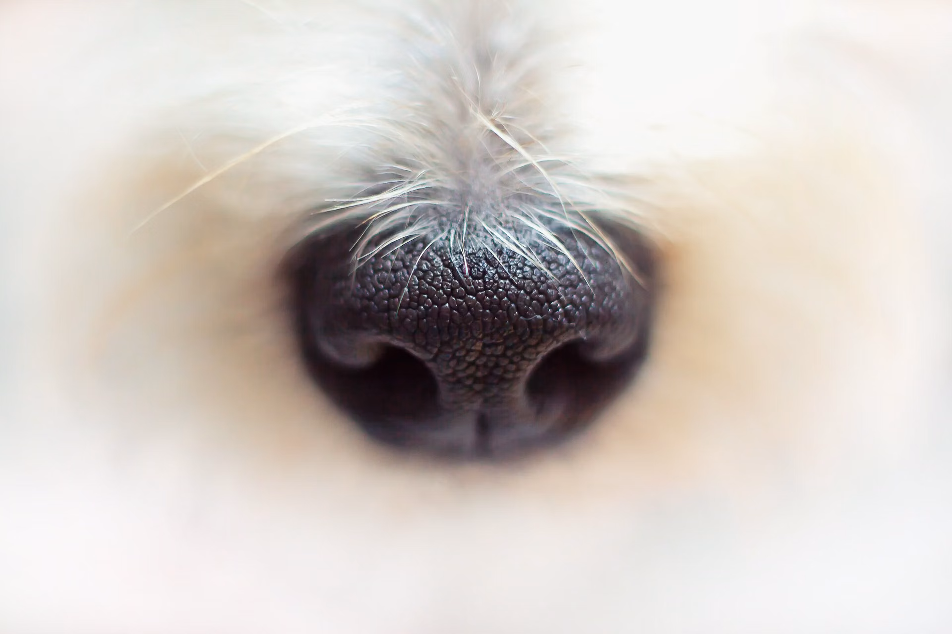 Close up of a healthy dog's nose during a wellness check