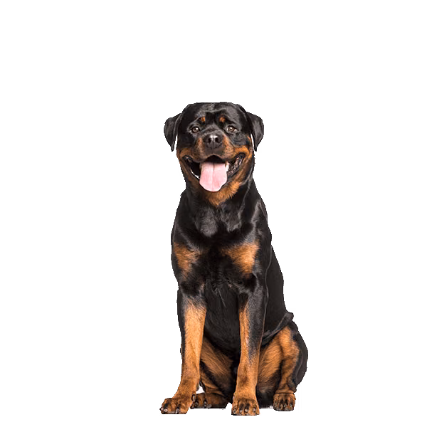 Rottweiler — rasa Pies: Duży i Pewny siebie
