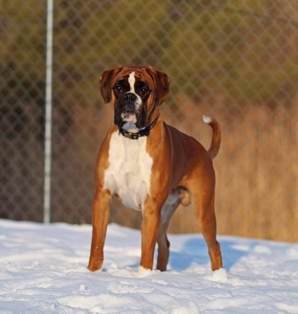 Baggio, a Male Boxer registered with United Pet Club