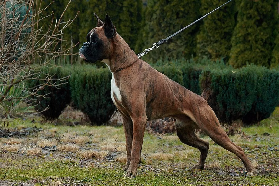 Black-Joy Boxe Idol, a Jantan Boxer registered with United Pet Club