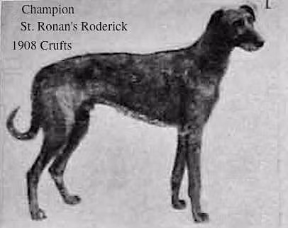 St. Ronan's Roderick, a Male Scottish Deerhound registered with United Pet Club