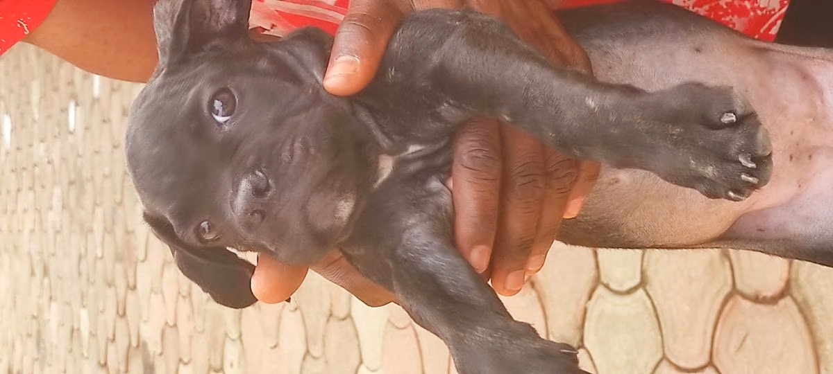 Aliza  vom OAK, a Femelle Cane Corso registered with United Pet Club