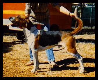 Berisford, a Male Английский фоксхаунд registered with United Pet Club