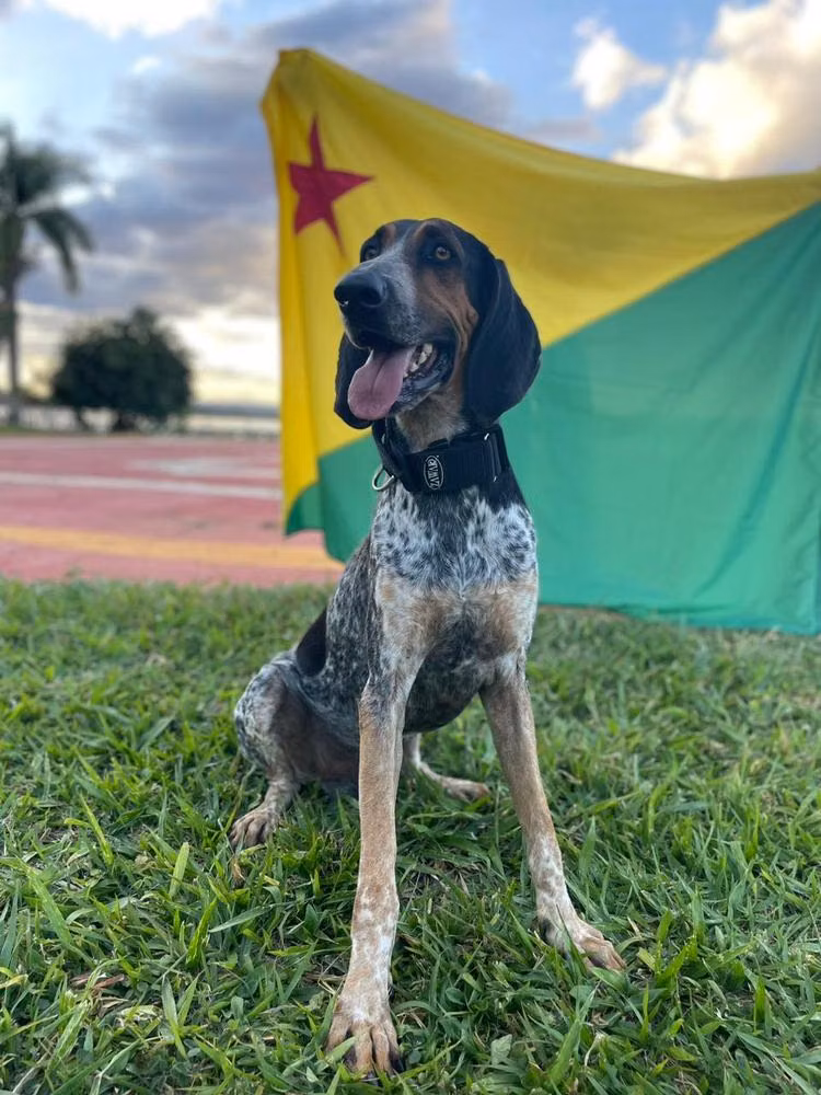 Hunter das Águas de Itacaré, a नर रास्त्रेआदोर ब्रासीलेइरो registered with United Pet Club