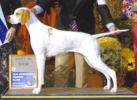 SEASYDE COOKIELAND HOLLBERRY, a Hunn Pointer registered with United Pet Club