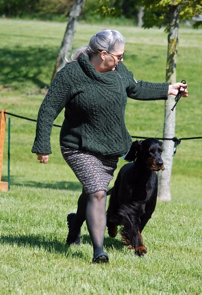 Osage Ridge Hunter’s Grace, a Femmina Setter Gordon registered with United Pet Club