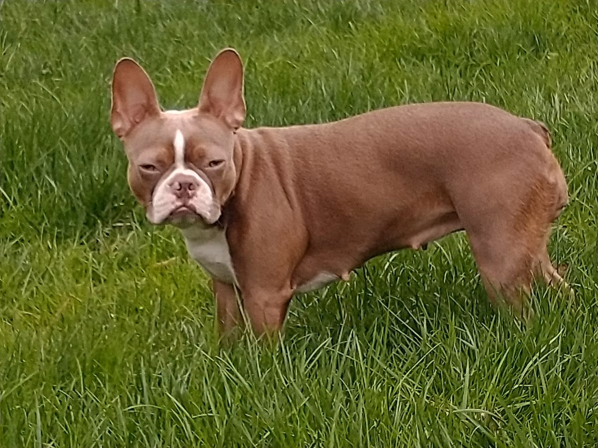 Aiguier's Supernova, a Female Boston terrier registered with United Pet Club