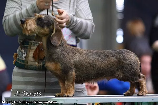 gella, a Samice Jezevčík registered with United Pet Club