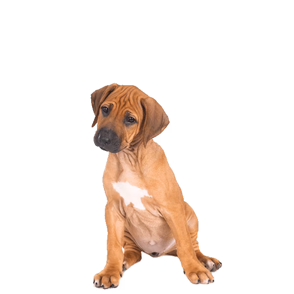 Rhodesian ridgeback — rasa Pies: Duży i Wierny