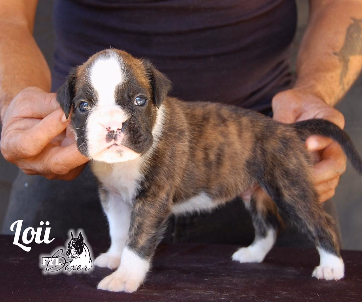 Loü (Preciado), a Jantan Boxer registered with United Pet Club